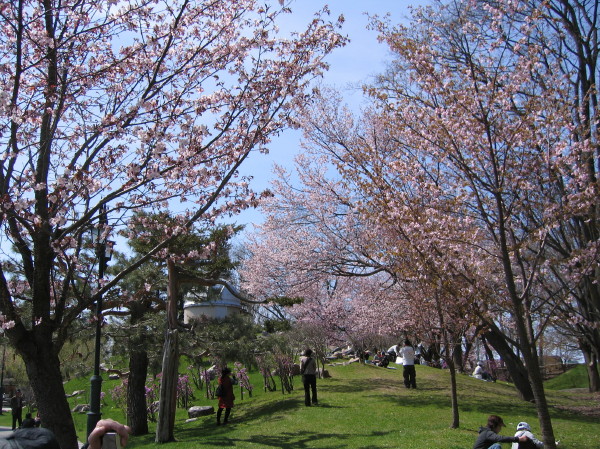 天文台横の桜IMG0001.JPG